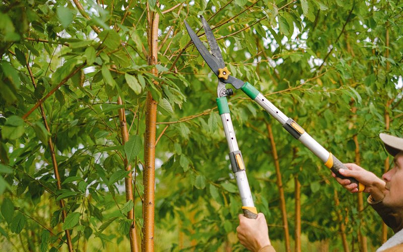 Tree trimming in Shippingport, PA